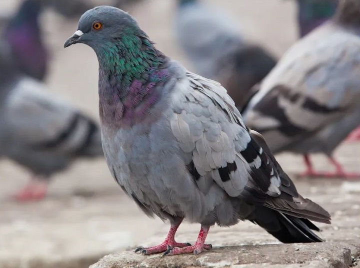 AVIAN GUANO REMOVAL